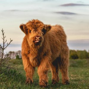 Miniature Highland Cattle Sale