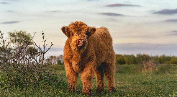 Miniature Highland Cattle Sale