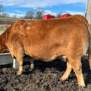 Premium Limousin Cattle Calves for Sale