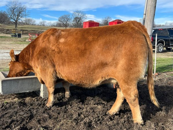 Premium Limousin Cattle Calves for Sale