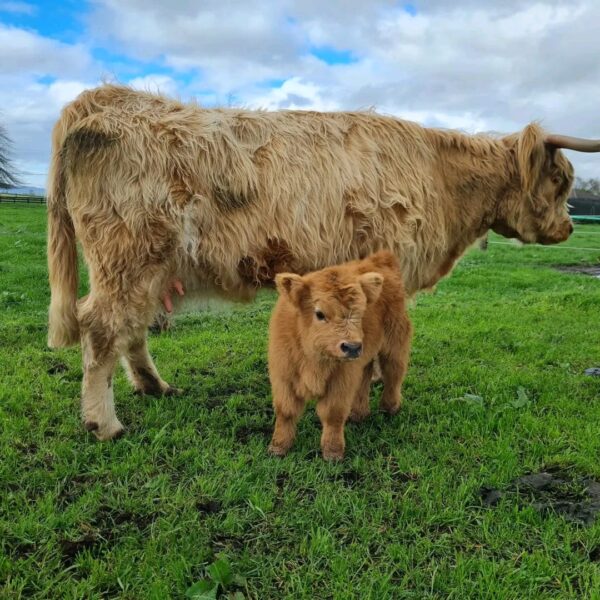 Cute Mini Highland Calves For Sale Near Me