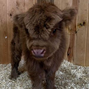 MINIATURE HIGHLAND CATTLE CALVES FOR SALE