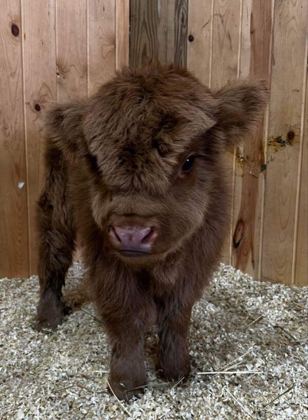 MINIATURE HIGHLAND CATTLE CALVES FOR SALE