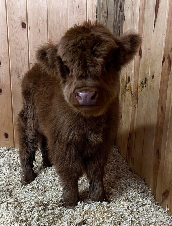 BUY MINIATURE HIGHLAND CATTLE CALVES FOR SALE ONLINE