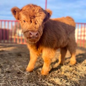 Mina - Micro Highland Cattle, Miniature Highland Cows For Sale Near Me