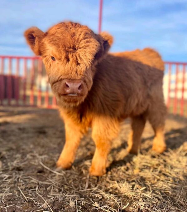 Mina - Micro Highland Cattle, Miniature Highland Cows For Sale Near Me