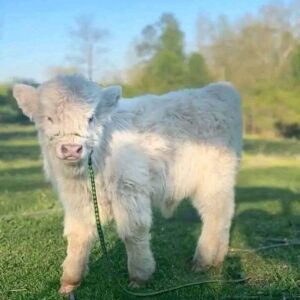 Mini Highland For Sale Online Near Me