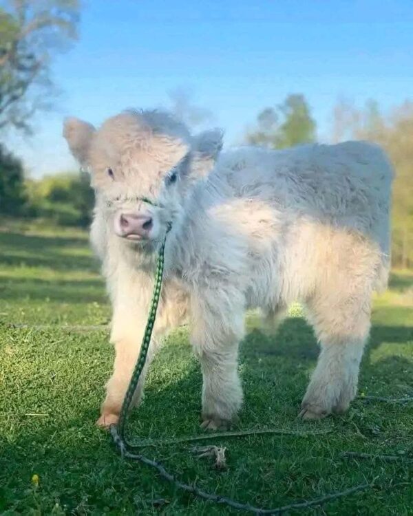 Mini Highland Cows For Sale - Image 4