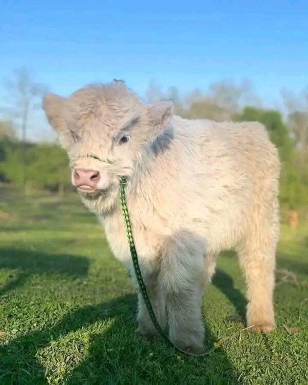 Mini Highland Cows For Sale - Image 2