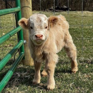 Mini Scottish Highlands for sale, Buy mini highland cows online Breeder