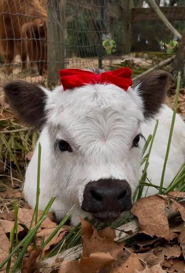 Miniature Highland Cattle For Sale - Image 2