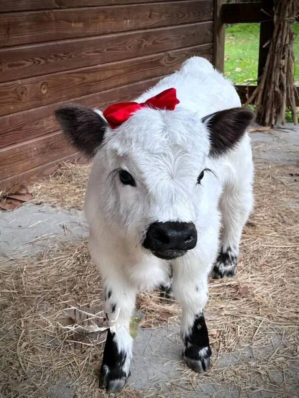 Mini Highland Cattles For Sale Near Me