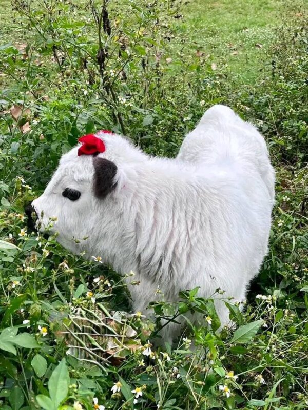 Miniature Highland Cattle For Sale - Image 3