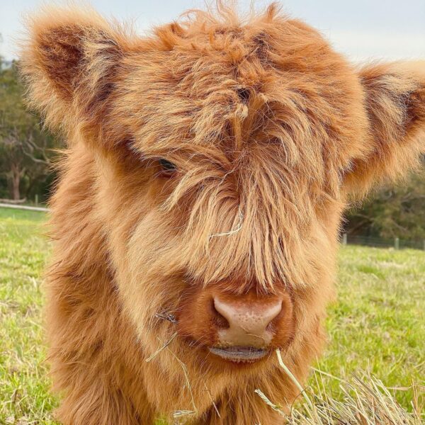 Miniature Highland Cattle Calves For Sale Online