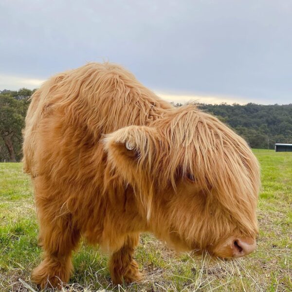 Miniature Highland Cattle Calves For Sale - Image 3