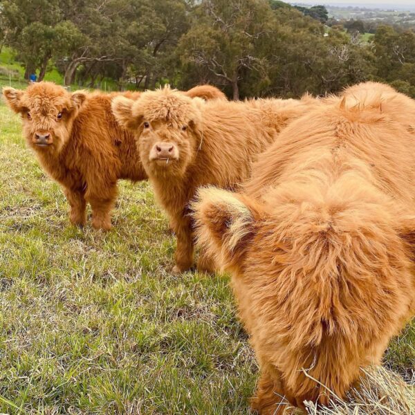 Miniature Highland Cattle Calves For Sale - Image 4