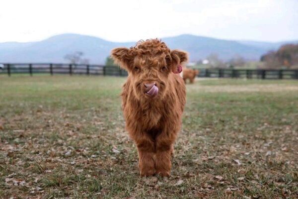 MINIATURE HIGHLAND COW - Karisma Maleficient #9K - Image 9