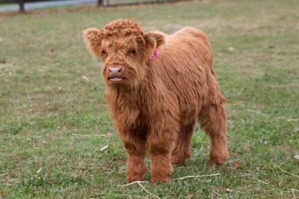 MINIATURE HIGHLAND COW - Karisma Maleficient #9K - Image 2