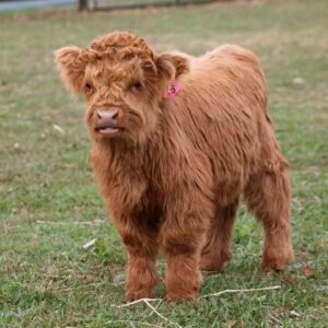 Buy Miniature Highland Cattle Calves For Sale Online Near Me Breeder