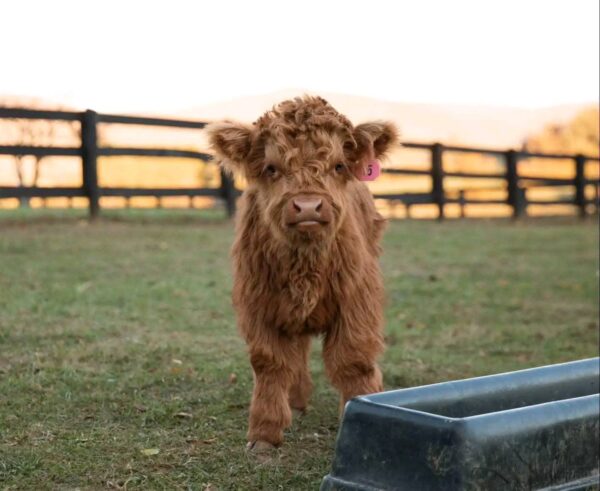 MINIATURE HIGHLAND COW - Karisma Maleficient #9K - Image 4