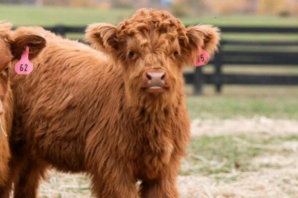 MINIATURE HIGHLAND COW - Karisma Maleficient #9K - Image 5