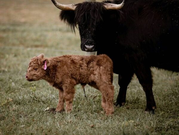 MINIATURE HIGHLAND COW - Karisma Maleficient #9K - Image 7