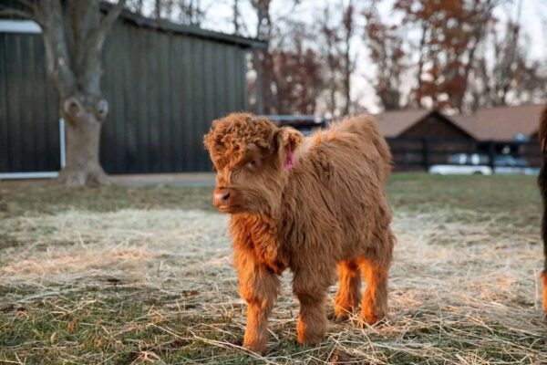 MINIATURE HIGHLAND COW - Karisma Maleficient #9K - Image 8