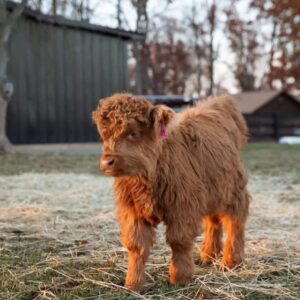 Mini highland cows for sale and rehoming