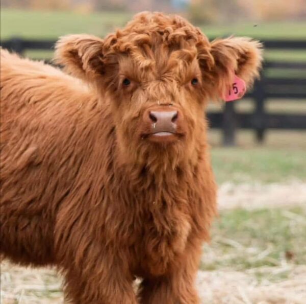 Mini Highland Cows For Sale And Rehoming - Image 4