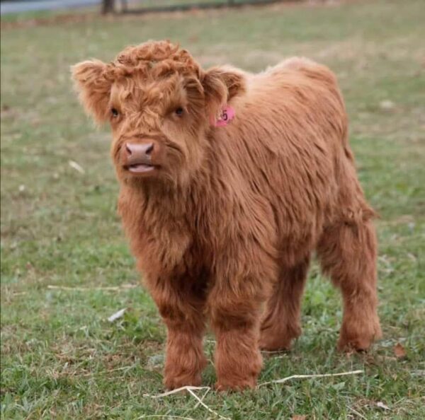 Buy Mini highland cows for sale and rehoming Online