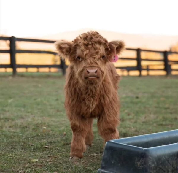 Mini Highland Cows For Sale And Rehoming - Image 3