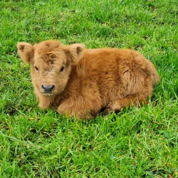 Buy Felix The Cute Mini Scottish Highland Available and Ready - Image 3