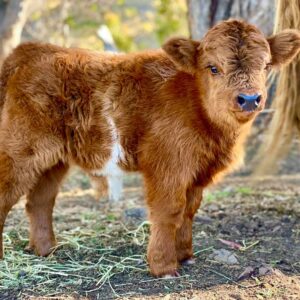 Mini Highland Cow For Sale - Buy Mini Highlander Cows Near Me