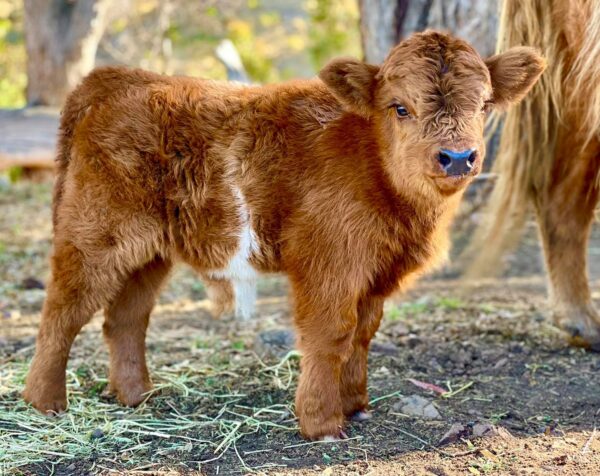 Mini Highland Cow For Sale - Buy Mini Highlander Cows Near Me