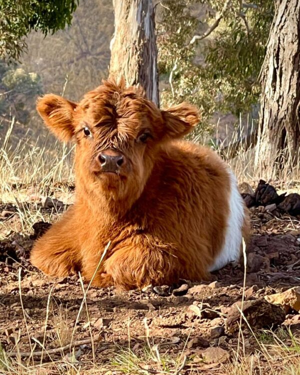 Buy Mini Highland Cow For Sale - Buy Mini Highlander Cows Near Me